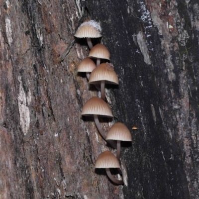 Mycena sp. (genus) (Mycena) at Paddys River, ACT - 1 Jun 2022 by TimL