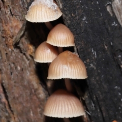 Mycena sp. at Paddys River, ACT - 1 Jun 2022