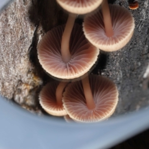 Mycena sp. at Paddys River, ACT - 1 Jun 2022