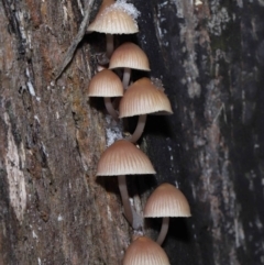 Mycena sp. at Paddys River, ACT - 1 Jun 2022 12:37 PM