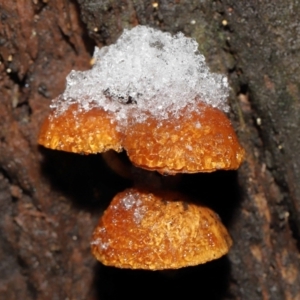 zz agaric (stem; gills not white/cream) at Paddys River, ACT - 1 Jun 2022