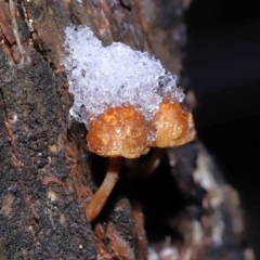 zz agaric (stem; gills not white/cream) at Paddys River, ACT - 1 Jun 2022