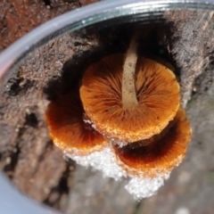 zz agaric (stem; gills not white/cream) at Paddys River, ACT - 1 Jun 2022