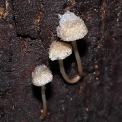 Mycena sp. ‘grey or grey-brown caps’ at Paddys River, ACT - 1 Jun 2022 by TimL