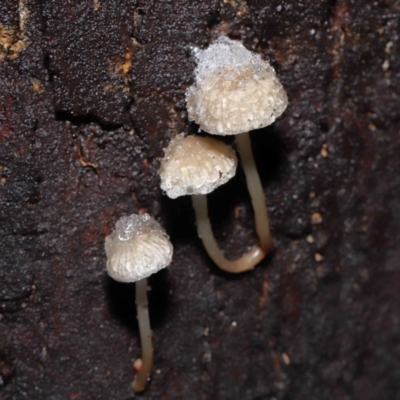 Unidentified Cap on a stem; gills below cap [mushrooms or mushroom-like] at Paddys River, ACT - 1 Jun 2022 by TimL