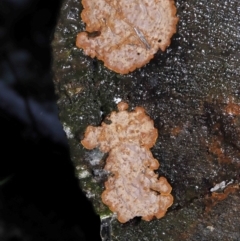 Hymenochaete at Tidbinbilla Nature Reserve - 1 Jun 2022 by TimL