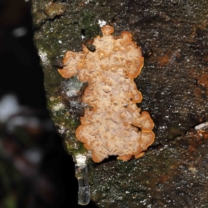 Hymenochaete at Paddys River, ACT - 1 Jun 2022