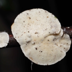 Trametes sp. at Paddys River, ACT - 1 Jun 2022