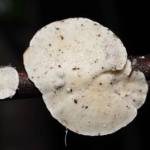 Trametes sp. at Paddys River, ACT - 1 Jun 2022