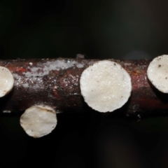 Trametes sp. at Paddys River, ACT - 1 Jun 2022