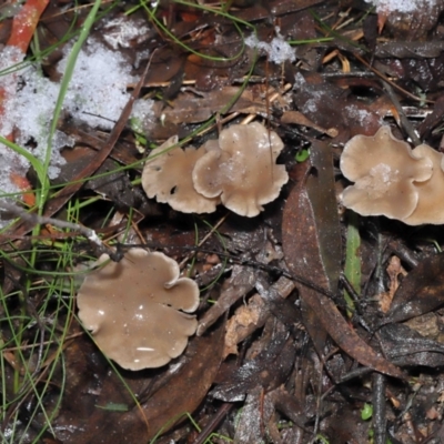Unidentified Cap on a stem; gills below cap [mushrooms or mushroom-like] at Paddys River, ACT - 1 Jun 2022 by TimL