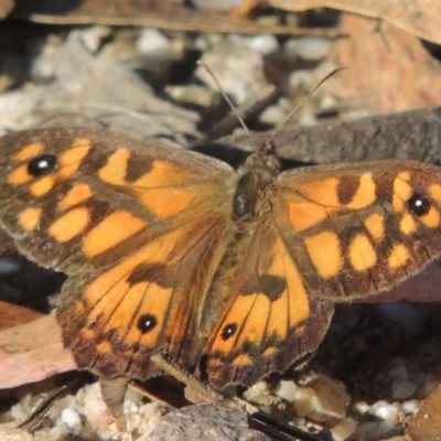 Geitoneura klugii (Marbled Xenica) at Paddys River, ACT - 13 Feb 2022 by michaelb