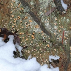 Baeomyces/Dibaeis at Paddys River, ACT - 1 Jun 2022 by TimL