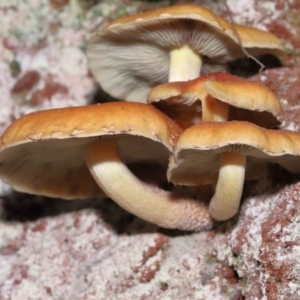 Hypholoma sp. at Paddys River, ACT - 1 Jun 2022 12:53 PM