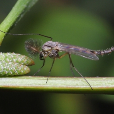 Chironomidae (family) (Non-biting Midge) at ANBG - 3 Jun 2022 by TimL