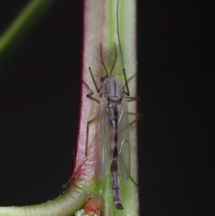 Chironomidae (family) at Acton, ACT - 3 Jun 2022