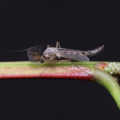 Chironomidae (family) at Acton, ACT - 3 Jun 2022