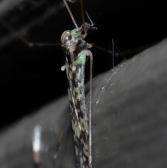 Discobola sp. (genus) (A crane fly) at Acton, ACT - 3 Jun 2022 by TimL