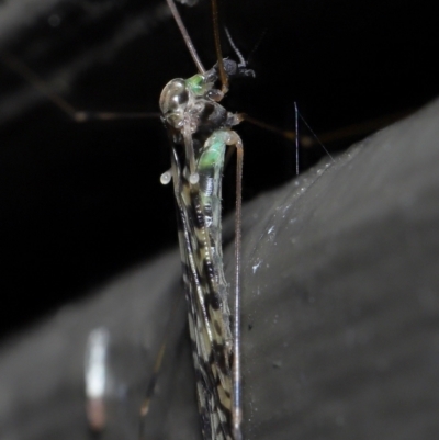 Discobola sp. (genus) (A crane fly) at Acton, ACT - 3 Jun 2022 by TimL