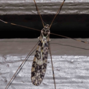 Discobola sp. (genus) at Acton, ACT - 3 Jun 2022