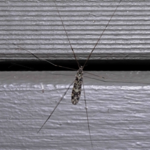 Discobola sp. (genus) at Acton, ACT - 3 Jun 2022