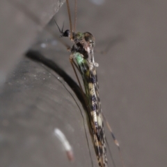 Discobola sp. (genus) at Acton, ACT - 3 Jun 2022