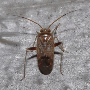 Miridae (family) at Acton, ACT - 3 Jun 2022 11:59 AM