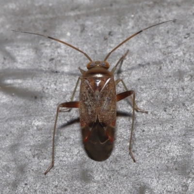 Miridae (family) (Unidentified plant bug) at ANBG - 3 Jun 2022 by TimL