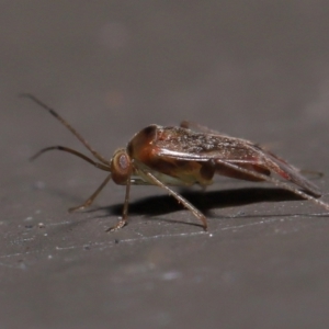 Miridae (family) at Acton, ACT - 3 Jun 2022