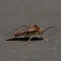 Miridae (family) at Acton, ACT - 3 Jun 2022 11:59 AM