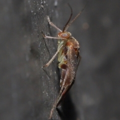 Miridae (family) at Acton, ACT - 3 Jun 2022