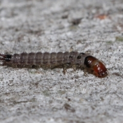Staphylinidae (family) (Rove beetle) at ANBG - 3 Jun 2022 by TimL