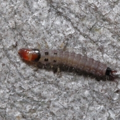 Staphylinidae (family) at ANBG - 3 Jun 2022 12:40 PM