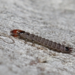 Staphylinidae (family) at ANBG - 3 Jun 2022 12:40 PM