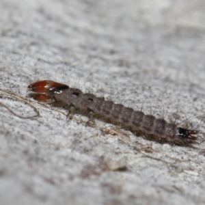 Staphylinidae (family) at ANBG - 3 Jun 2022 12:40 PM