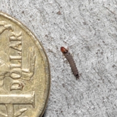 Staphylinidae (family) at ANBG - 3 Jun 2022