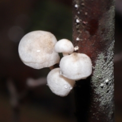 Unverified Cap on a stem; gills below cap [mushrooms or mushroom-like] at Paddys River, ACT - 1 Jun 2022 by TimL