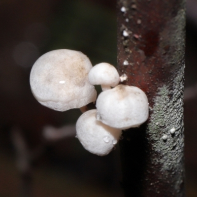 Unidentified Cap on a stem; gills below cap [mushrooms or mushroom-like] at Paddys River, ACT - 1 Jun 2022 by TimL