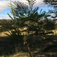 Acacia mearnsii (Black Wattle) at Macarthur, ACT - 1 Jun 2022 by LoisElsiePadgham