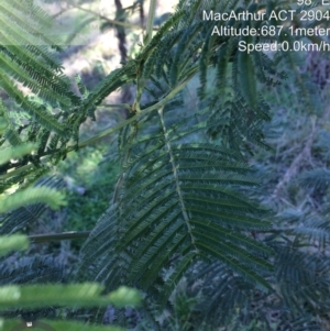 Acacia mearnsii at Macarthur, ACT - 1 Jun 2022