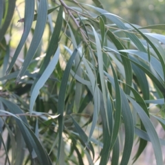 Acacia implexa at Macarthur, ACT - 1 Jun 2022