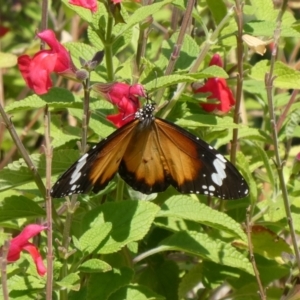 Danaus petilia at Theodore, ACT - suppressed