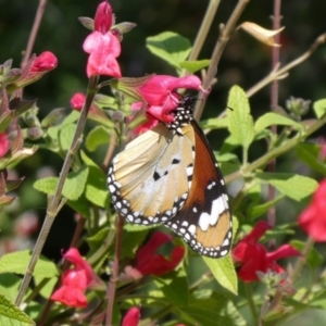 Danaus petilia at Theodore, ACT - suppressed