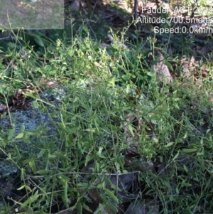 Einadia nutans subsp. nutans at Fadden, ACT - 1 Jun 2022