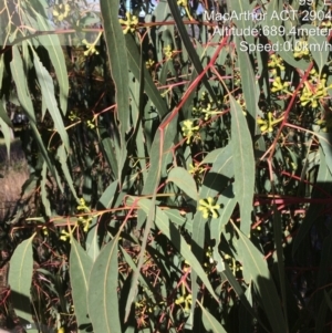 Eucalyptus bridgesiana at Macarthur, ACT - 1 Jun 2022