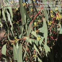 Eucalyptus bridgesiana (Apple Box) at Macarthur, ACT - 1 Jun 2022 by LoisElsiePadgham