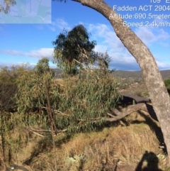 Eucalyptus bridgesiana at Macarthur, ACT - 1 Jun 2022