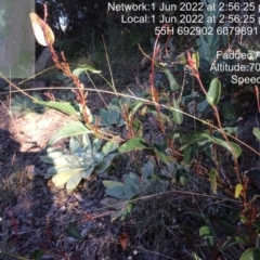 Hardenbergia violacea (False Sarsaparilla) at Wanniassa Hill - 1 Jun 2022 by LoisElsiePadgham