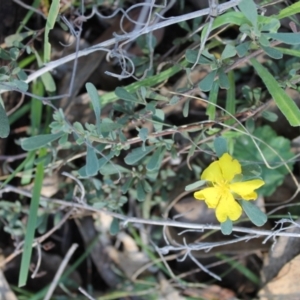 Hibbertia obtusifolia at Fadden, ACT - 1 Jun 2022 03:00 PM