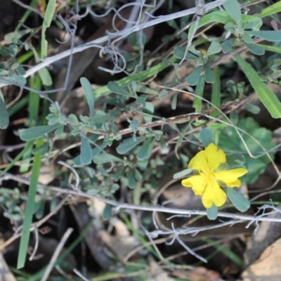 Hibbertia obtusifolia (Grey Guinea-flower) at Wanniassa Hill - 1 Jun 2022 by LoisElsiePadgham